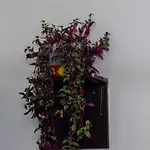 Pink Hudini سراييفو